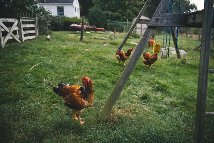 barberry-hill-farm-wedding-emma-and-ben_108